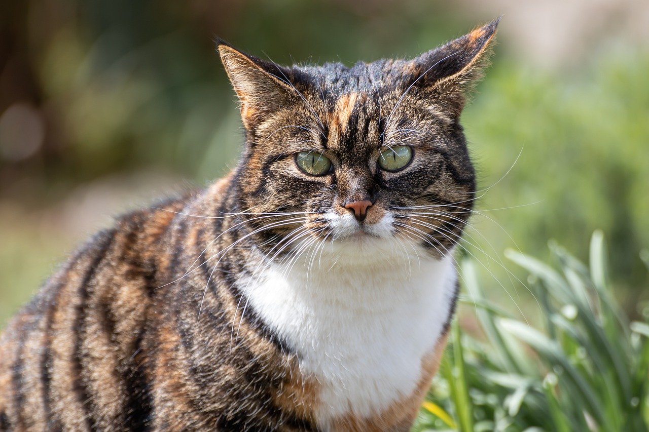 The Unique Features of the Somali Cat